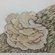NIEUW Zwam Lijnets, suikerets+aquatint 15x20 druk 5/8