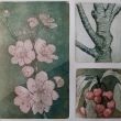 NIEUW  Kersen  lijnets + aquatint   24x26